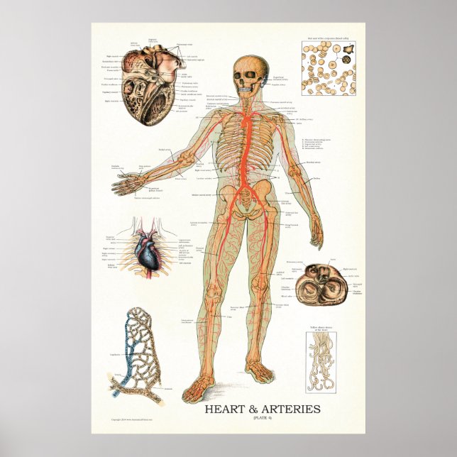 Coração e Artérias Anatomia Humana Poster 24 X 36 (Frente)