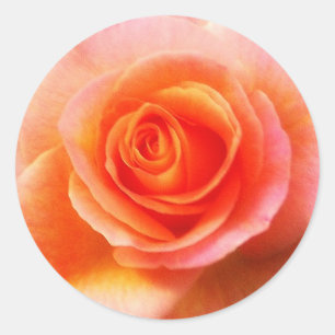 "Coração etiqueta do rosa"