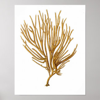 Coral marinho N.o 12 Impressão de História Natural