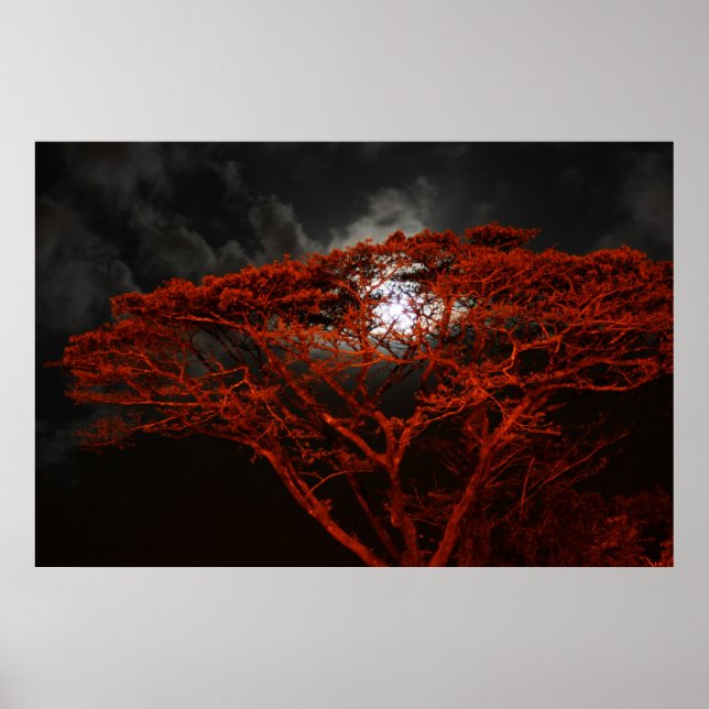 Coral Monkeypod e a Poster da Lua (Frente)