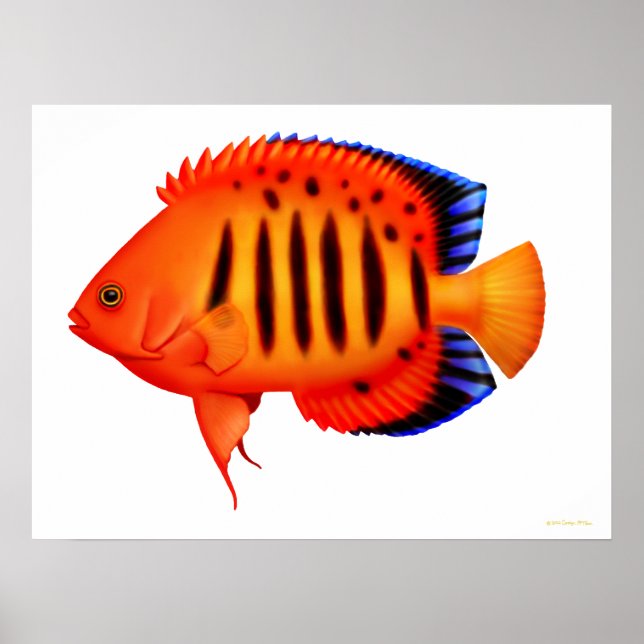 Coral Reef Flame Angelfish Poster (Frente)