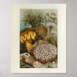 Coral Sea Anemone Marine Life Impressão