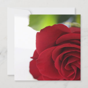 Cores Brilhantes Rosa vermelha sua placa plana de 