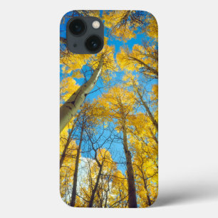 Cores de outono das árvores Aspen 2