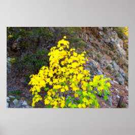 Cores de queda 1 Poster