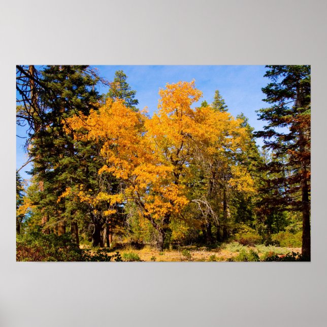 Cores de queda 5 Poster (Frente)