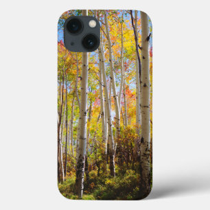 Cores de queda das árvores de Aspen 5