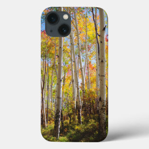 Cores de queda das árvores de Aspen 5