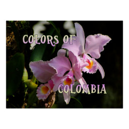 Cores do Impressão Poster da Orquídea Colombiana C