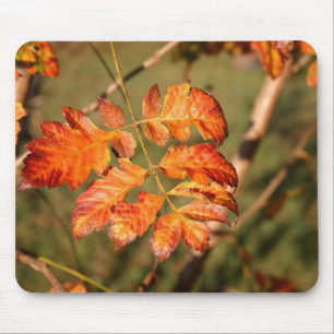 Cores Mousepad das folhas de outono