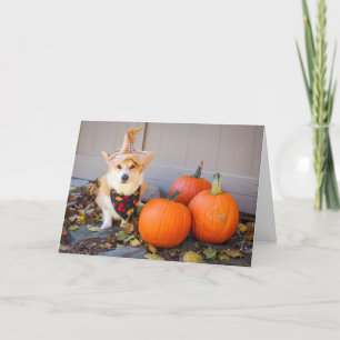 Corgi com Cartão de Ação de Graças de Pumpkin