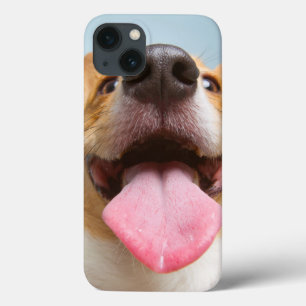 Corgi muito feliz das imagens   de Getty