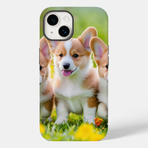 Corgies tocando na grama