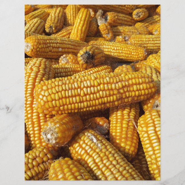 Corn Harvest (Frente)