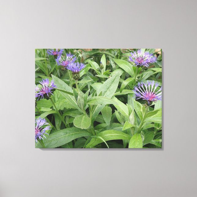 Cornflower Canvas Print (Frente)