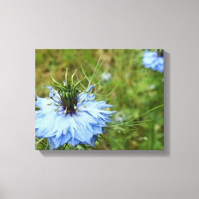 Cornflower Canvas Print (Frente)