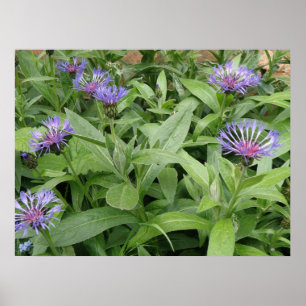 Cornflower Impressão