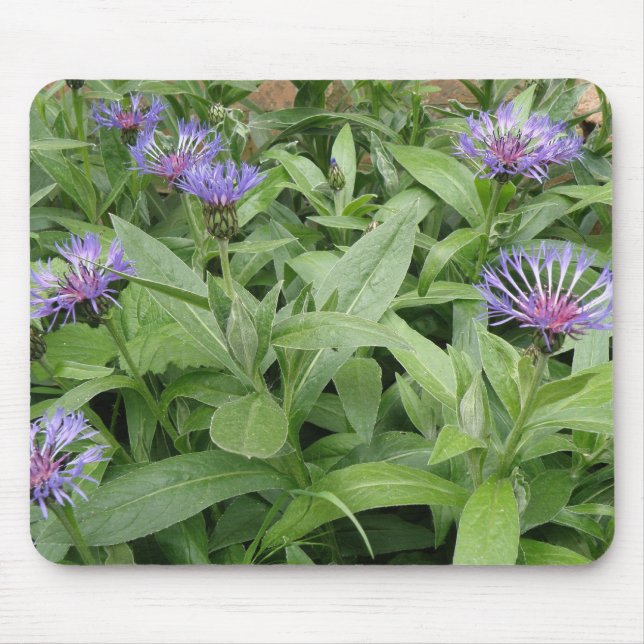 Cornflower Mousepad (Frente)