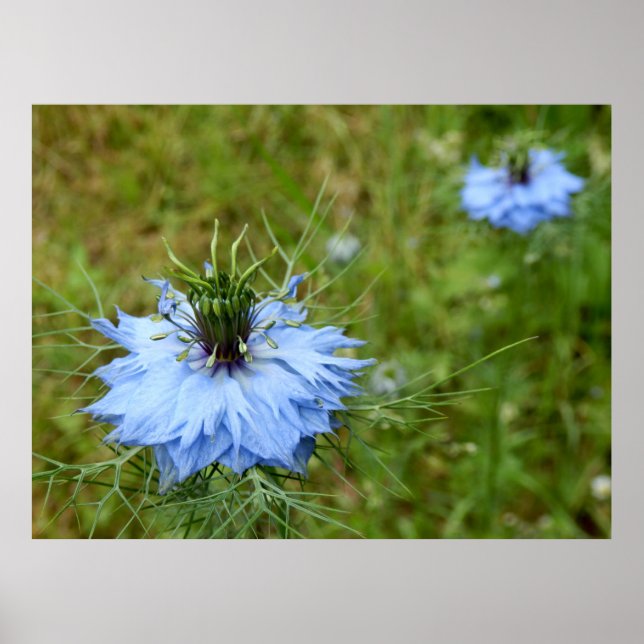 Cornflower Poster (Frente)