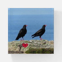 Cornish Choughs (Palores) Pyrhocorax pyrhocorax