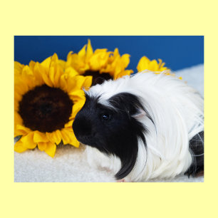 Coronet Guiné Pig Poster