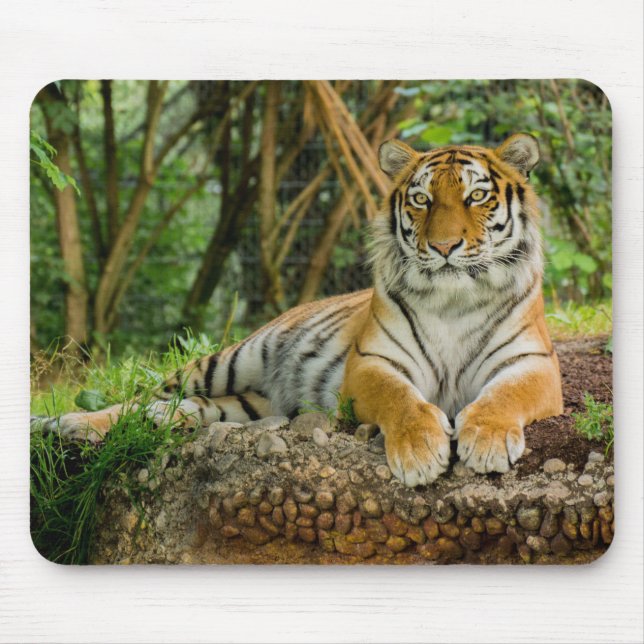 Corpo completo Mousepad do tigre (Frente)