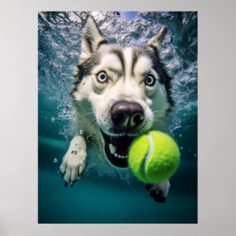 Corta Siberian Husky a mergulhar debaixo de Poster