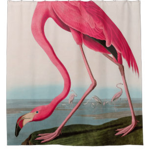 Cortina Para Box American Flamingo Birds of America Audubon Impress