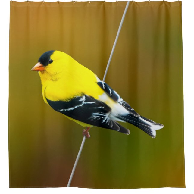 Cortina Para Box American Goldfinch - Fotografia original (Frente)
