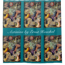 Cortina Para Box Anêmonas-do-mar Vintage por Ernst Haeckel