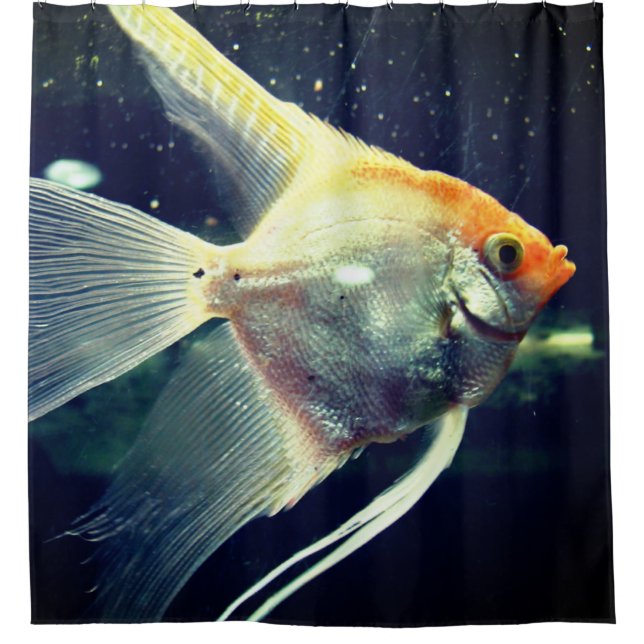 Cortina Para Box Angel Fish (Frente)