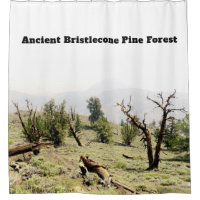 Antiga Floresta de Pinus Bristlecone na Califórnia