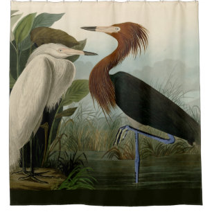 Cortina Para Box Arte de Pássaro: Gravura do Garça Roxa de Audubon:
