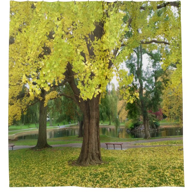 Cortina Para Box Árvore Gingko ouro na Queda (Frente)