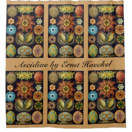 Cortina Para Box Ascidiae por Ernst Haeckel, Animais Marinhos Vinta