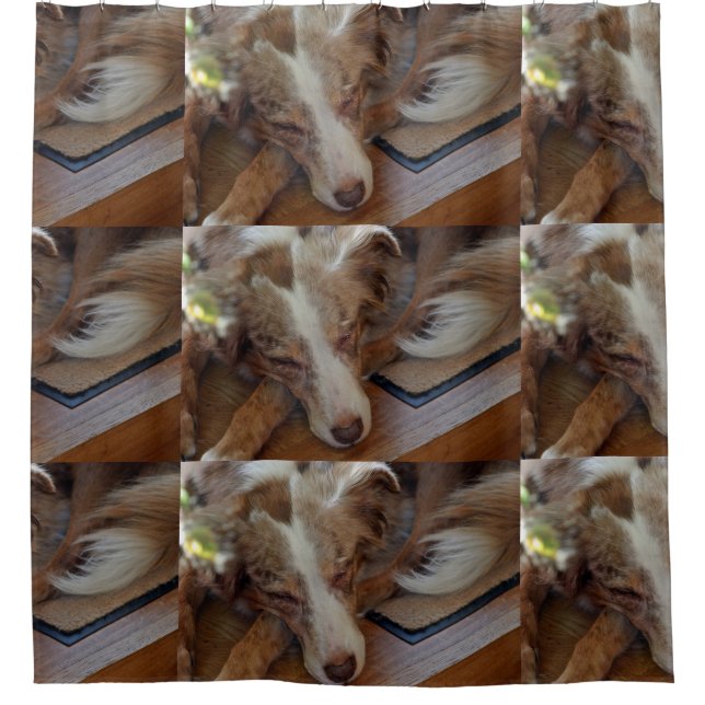 Cortina Para Box australian shepherd red merle sleeping (Frente)