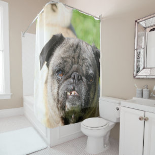 Cortina Para Box Bonito como um Pug