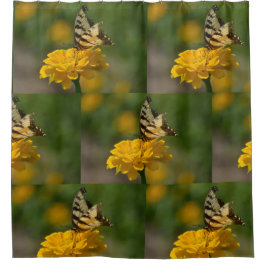 Cortina Para Box Borboleta De Cântaro Na Zinnia