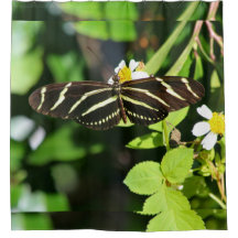 Borboleta Zebra Longwing