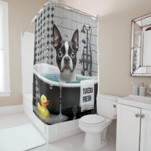 Cortina Para Box Boston Terrier Desleixado Sonolento Fofo Engraçado