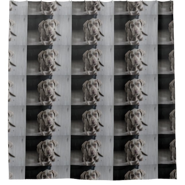 Cortina Para Box cachorrinho (Frente)