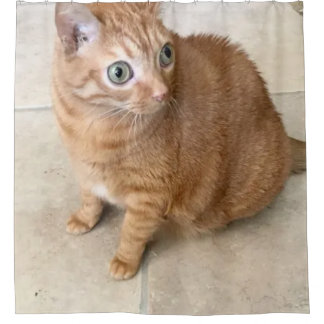 Cortina Para Box Cat With Big Eyes Shower Curtain