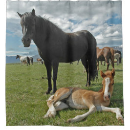 Cortina Para Box Cavalos