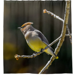 Cortina Para Box Cedar Waxwing Songbird Original Foto de Pássaro Se
