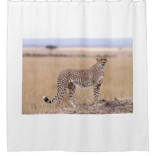 Cortina Para Box Cheetah
