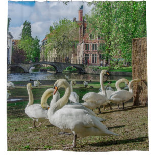 Cortina Para Box Cisnes brancas no centro de Bruges