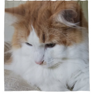 Cortina Para Box Contemplação do Gatinho (Rico Felino): Foto Cat