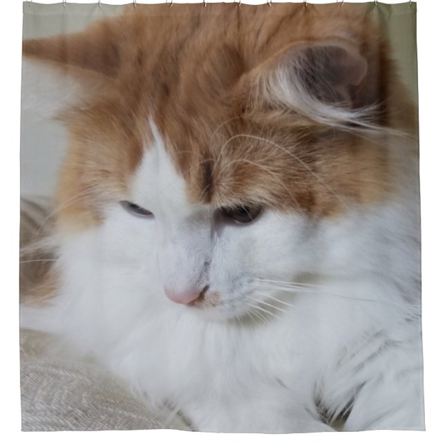 Cortina Para Box Contemplação do Gatinho (Rico Felino): Foto Cat (Frente)