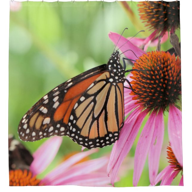 Cortina Para Box Cortina de Chá da Monarquia (Frente)