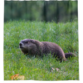 Cortina Para Box Devils Hole Digger